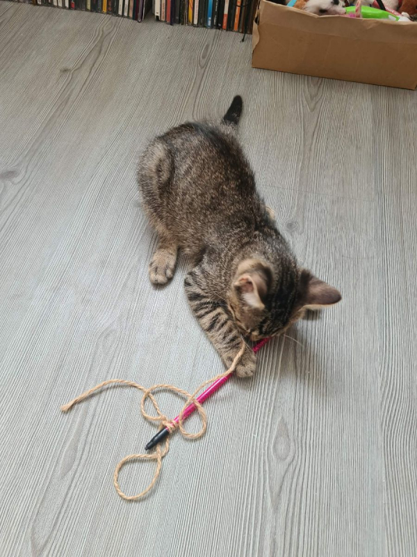 Billy - Chat Européen à adopter - photo 4
