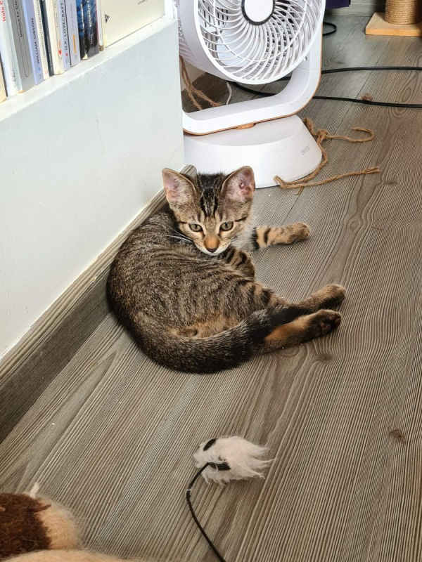 Billy - Chat Européen à adopter - photo 3