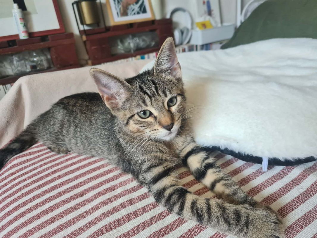 Billy - Chat Européen à adopter