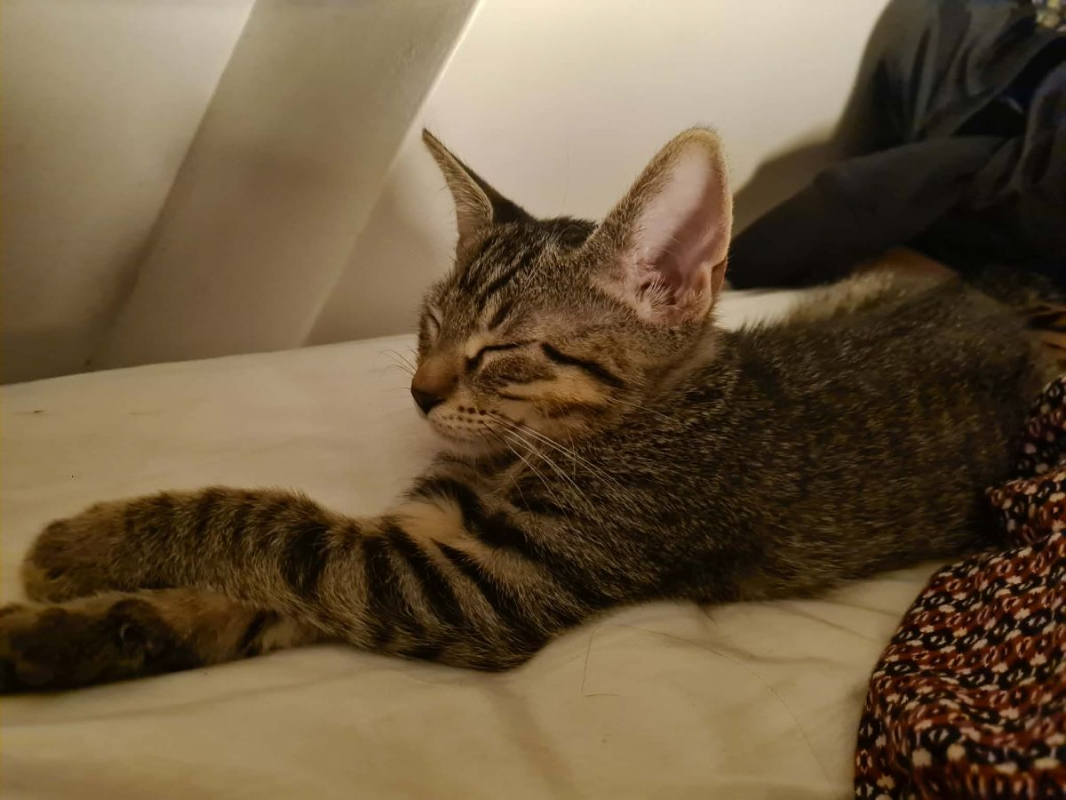 Billy - Chat Européen à adopter - photo 5
