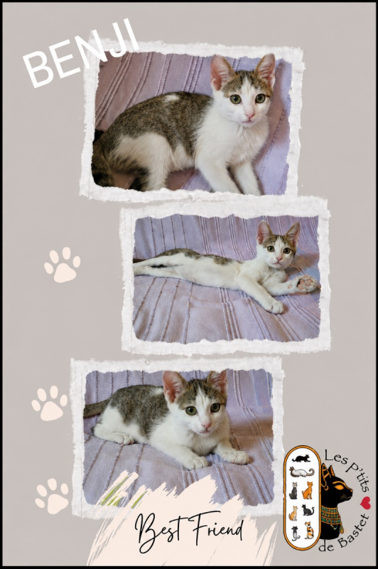 Benji - Chat à adopter
