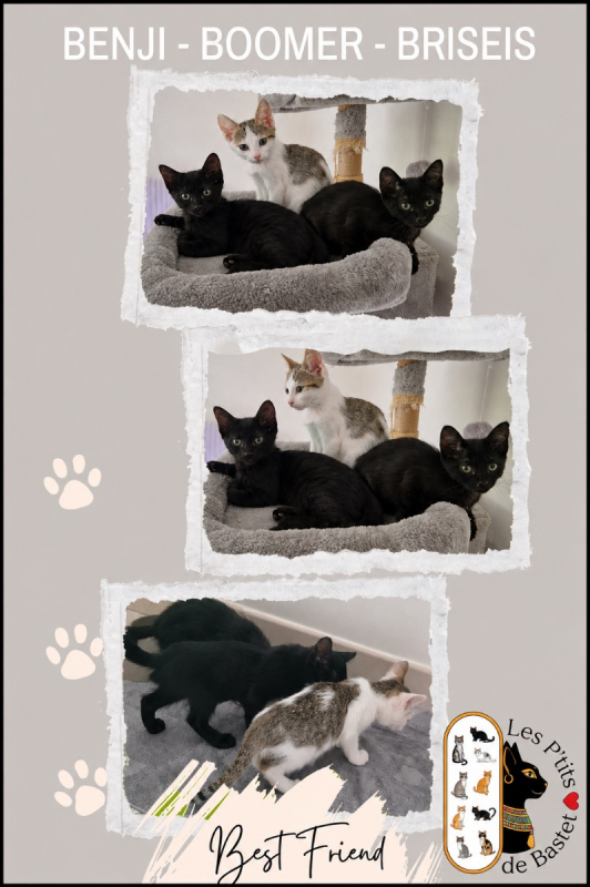 Boomer - Chat Européen à adopter - photo 2
