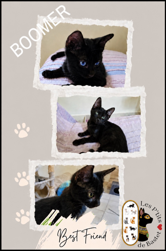 Boomer - Chat Européen à adopter