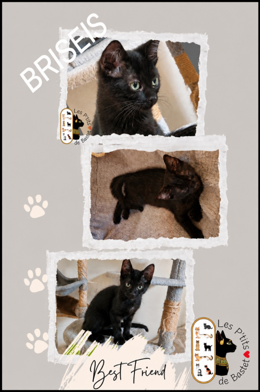 Briseis - Chat à adopter