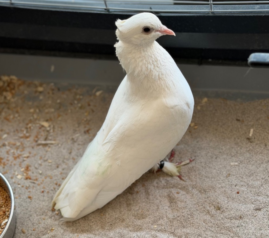 Ben - Oiseau à adopter