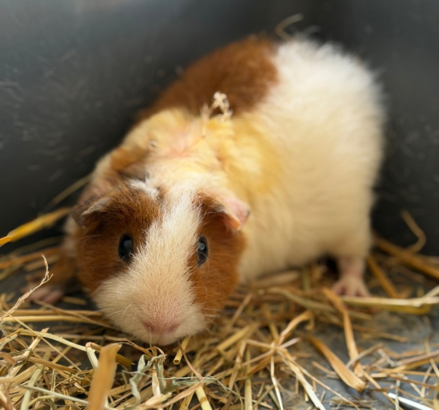Nico - Rongeur Cobaye à adopter