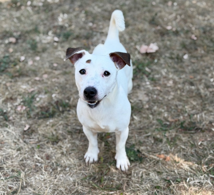 Ace - Chien à adopter
