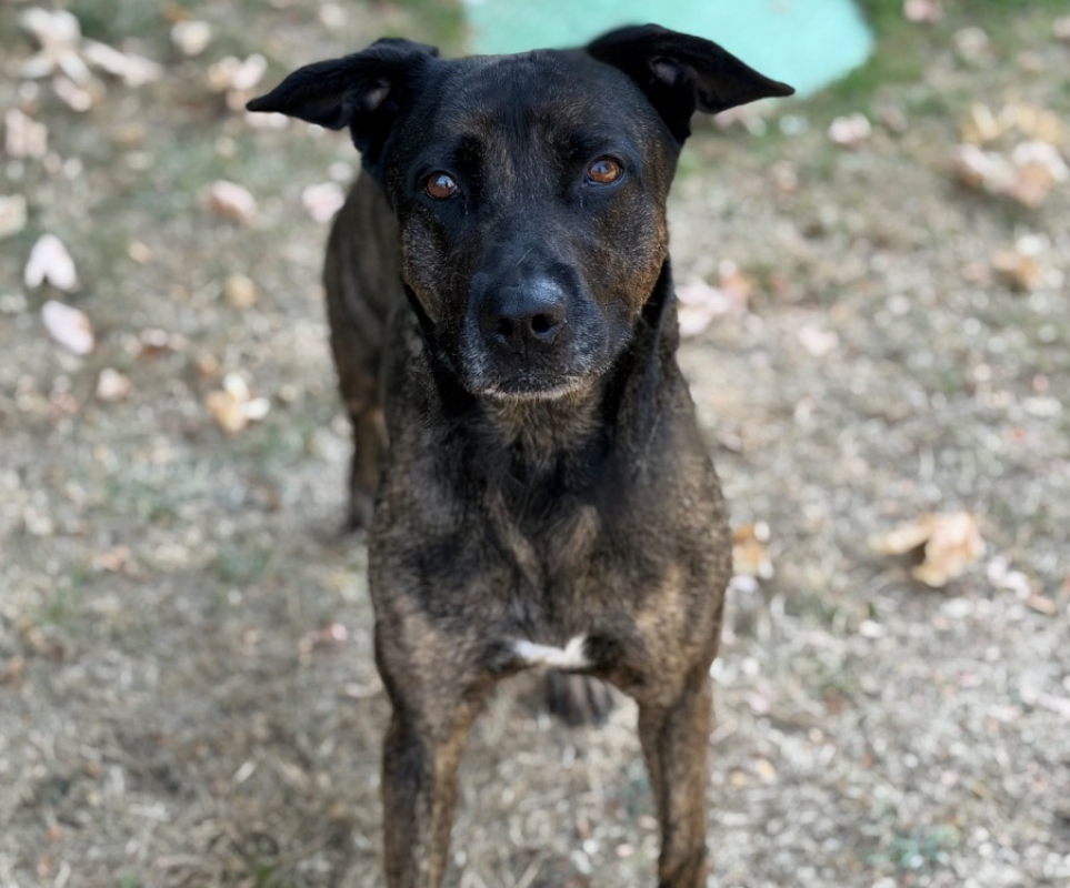 Thalya - Chien à adopter