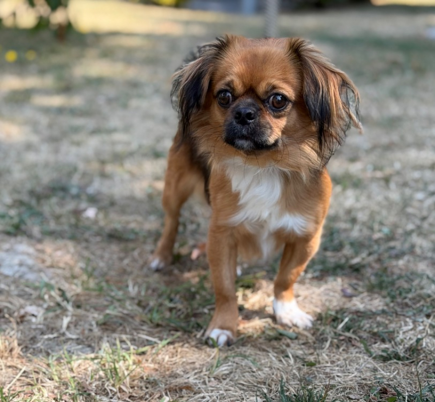 Leo - Chien à adopter