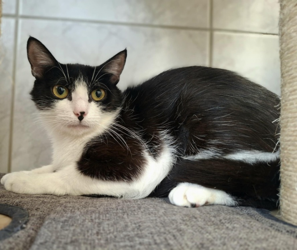 Photo #2 de Raiponce