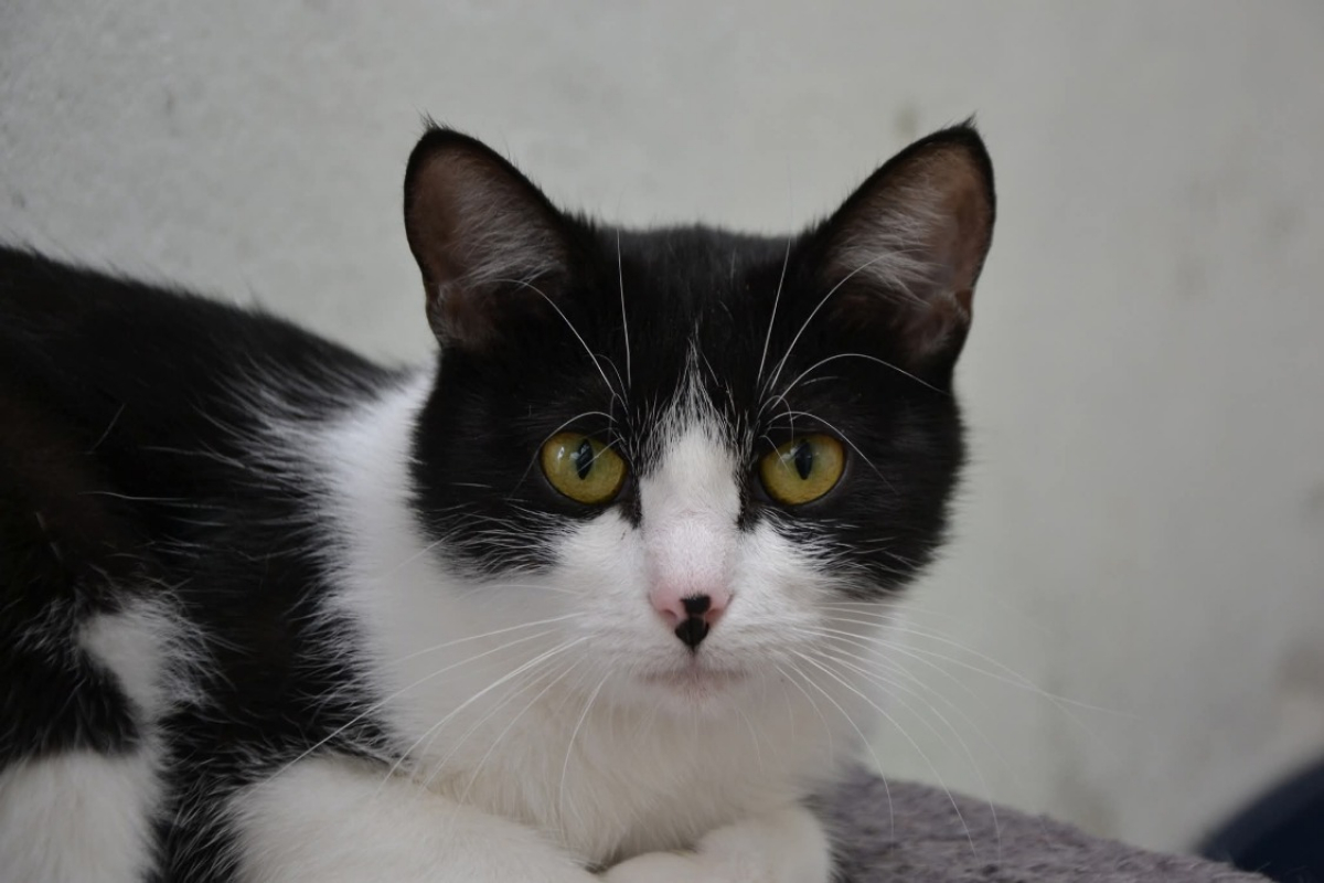 Photo #3 de Raiponce