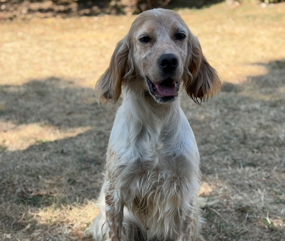Saya - Chien Setter Anglais à adopter
