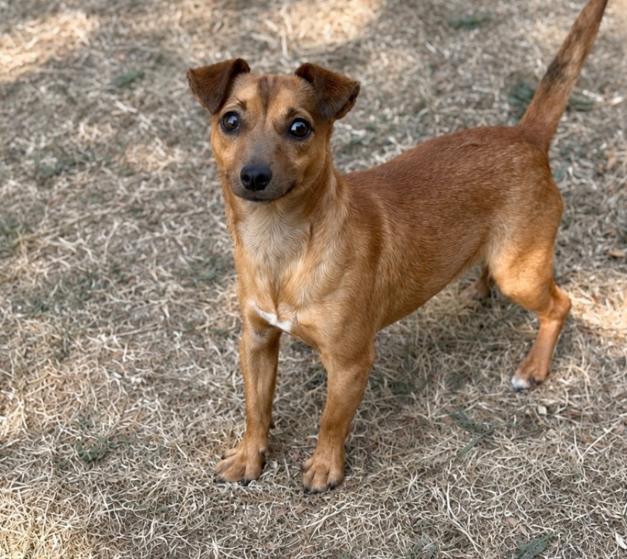Picwic - Chien à adopter