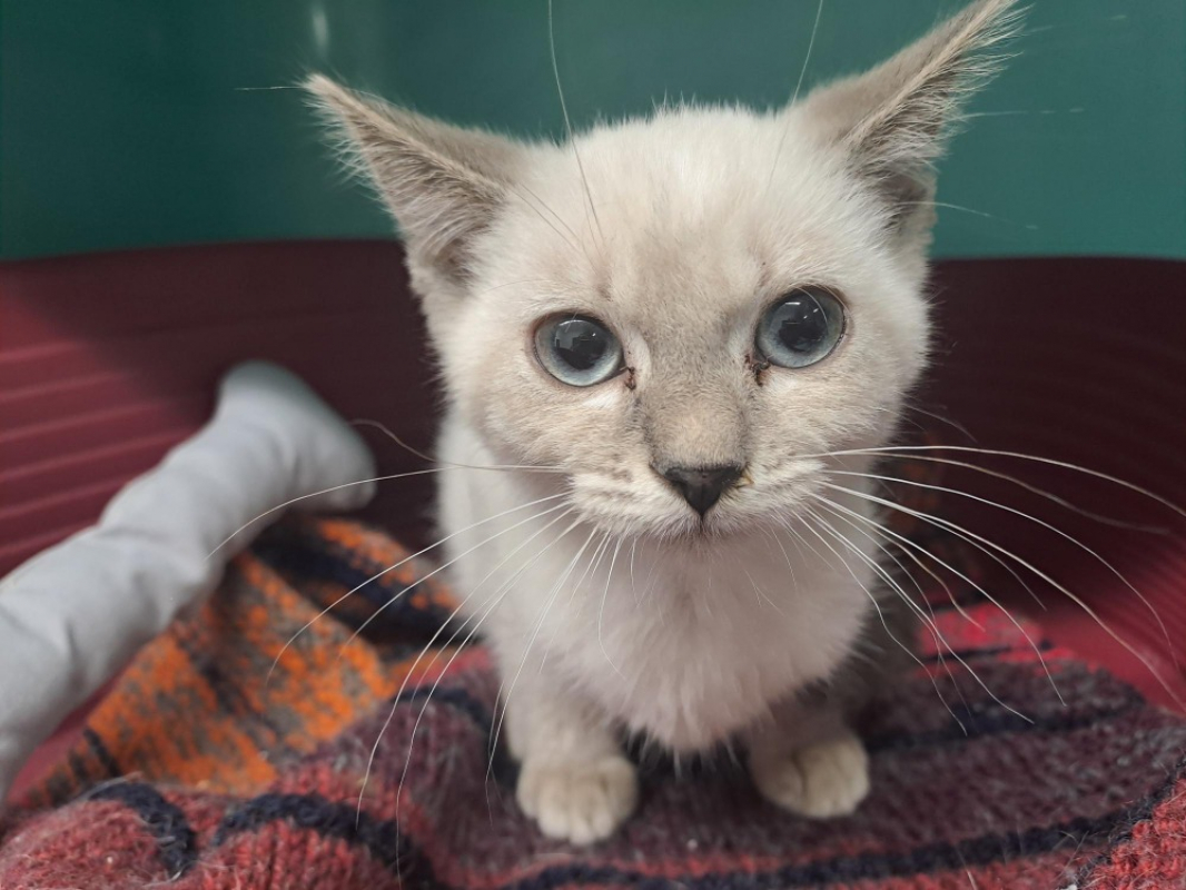 Tofu - Chat Européen à adopter