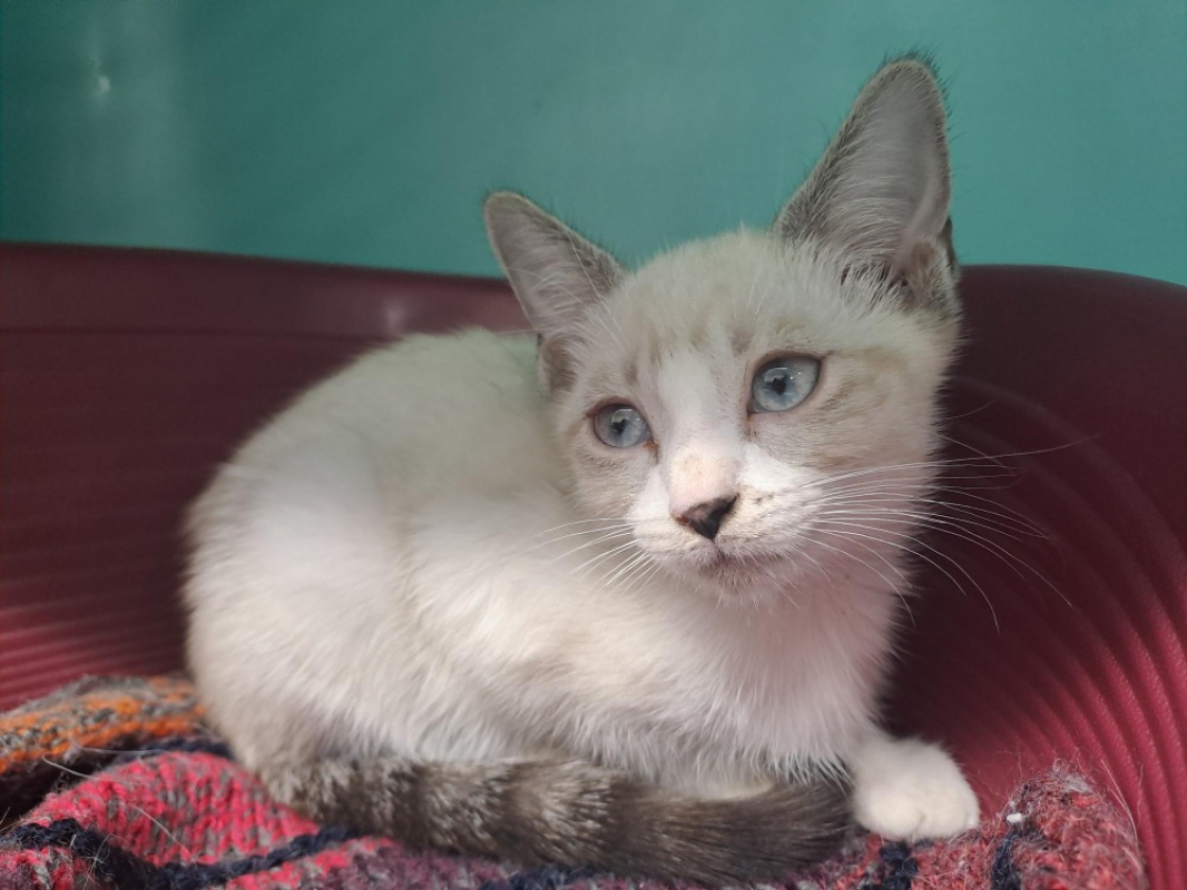 Yuzu - Chat Européen à adopter