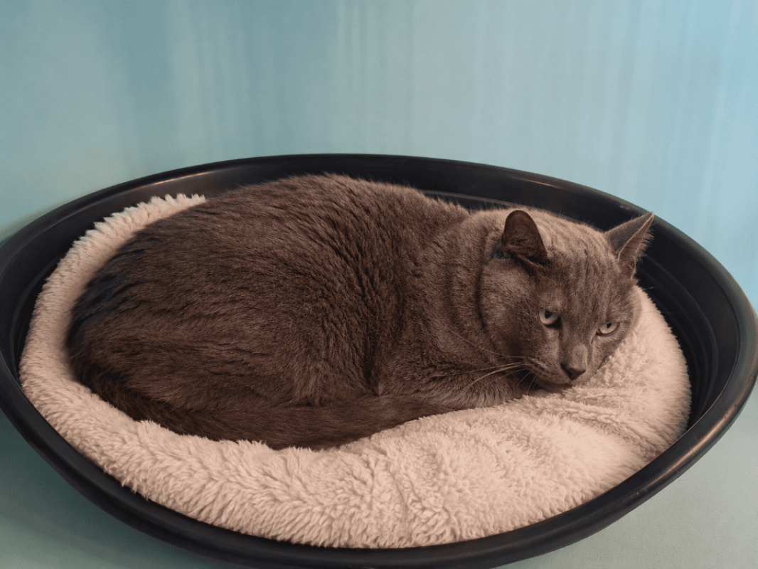 Grizou - Chat Européen à adopter