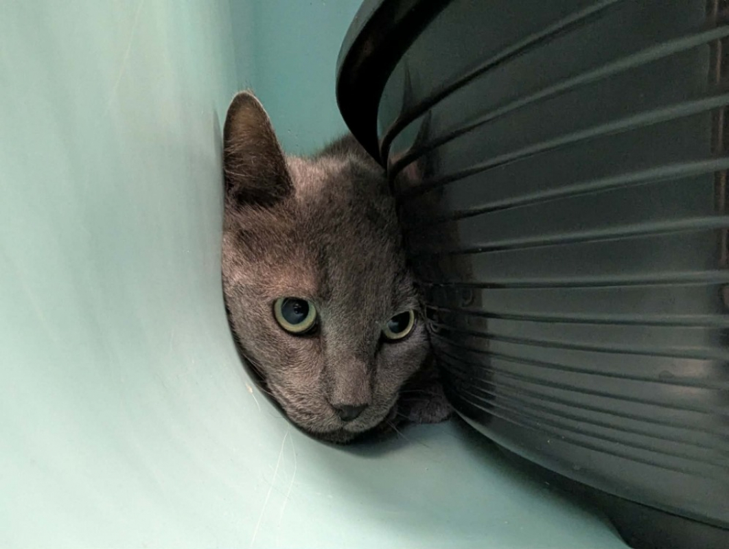 Grizou - Chat Européen à adopter - photo 2