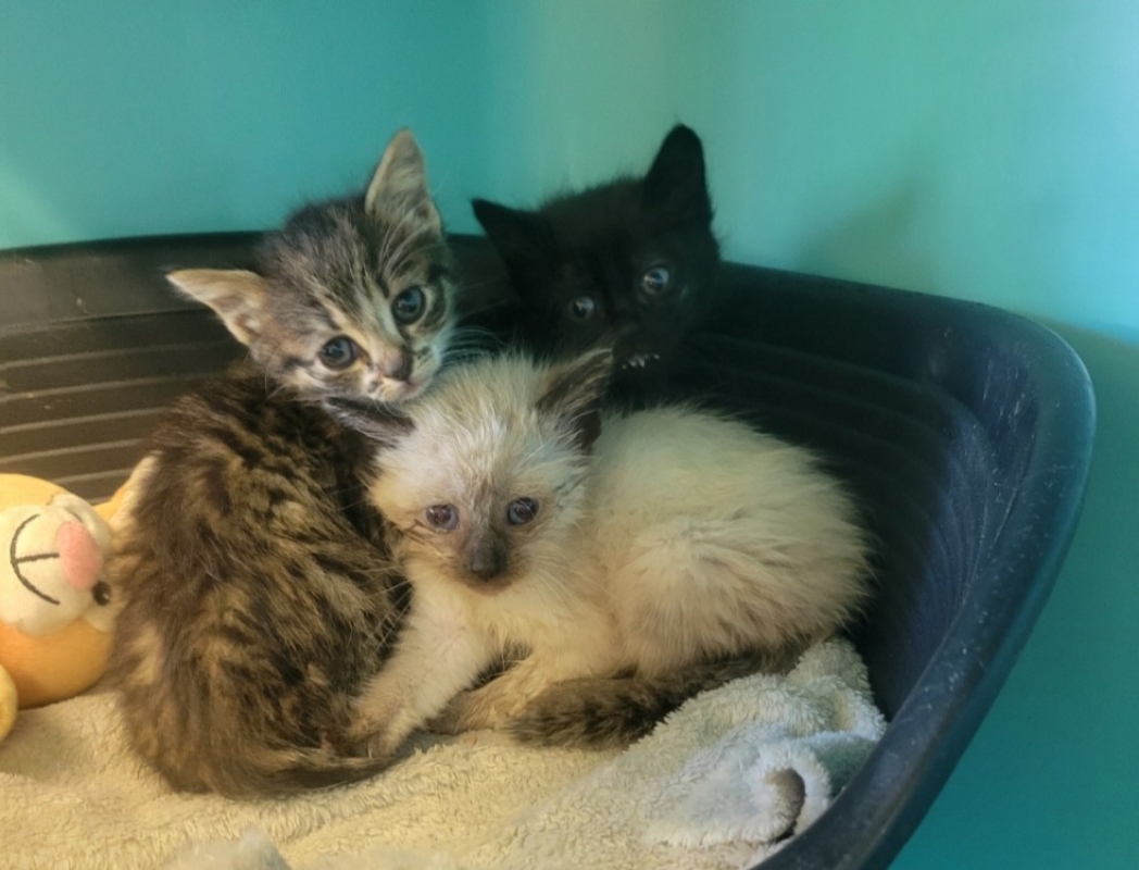 Gomez - Chat à adopter