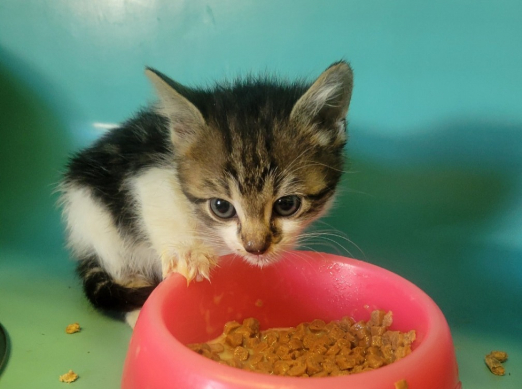 Greta - Chat Européen à adopter