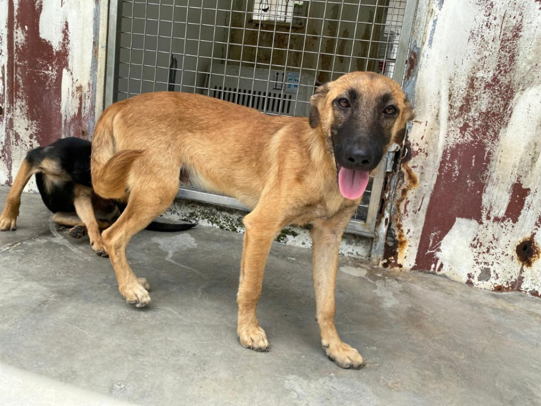 Nino - Chien à adopter