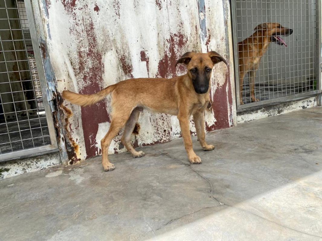 Nino - Chien à adopter - photo 3