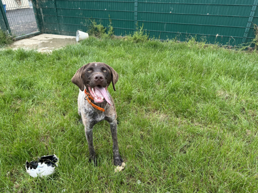 Gaston - Chien Braque allemand à poil court à adopter