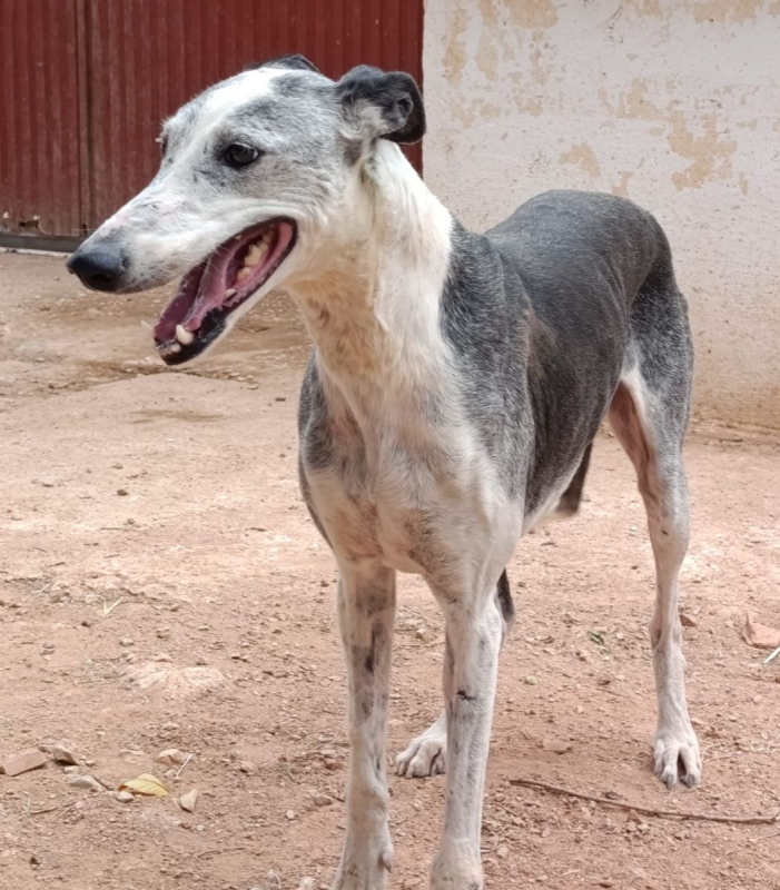 Cheni - Chien à adopter