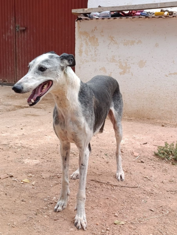 Cheni - Chien à adopter - photo 5