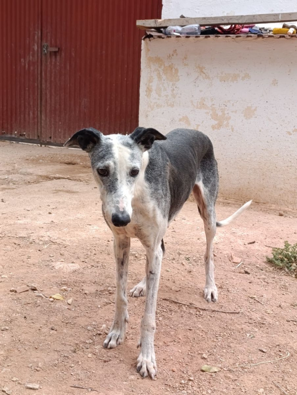 Cheni - Chien à adopter - photo 3