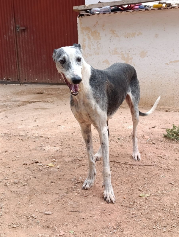 Cheni - Chien à adopter - photo 6