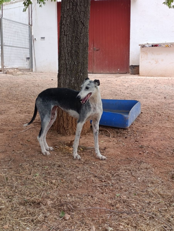 Cheni - Chien à adopter - photo 2