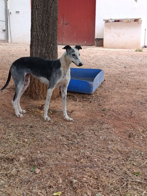 Cheni - Chien à adopter - photo 4