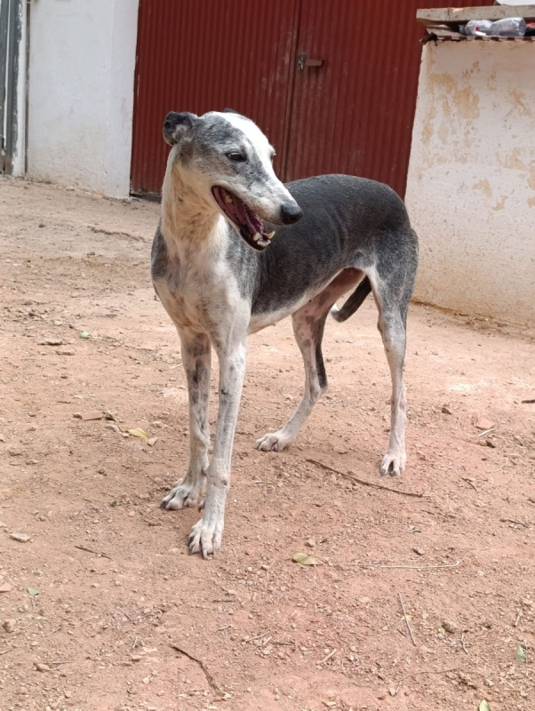 Cheni - Chien à adopter - photo 7