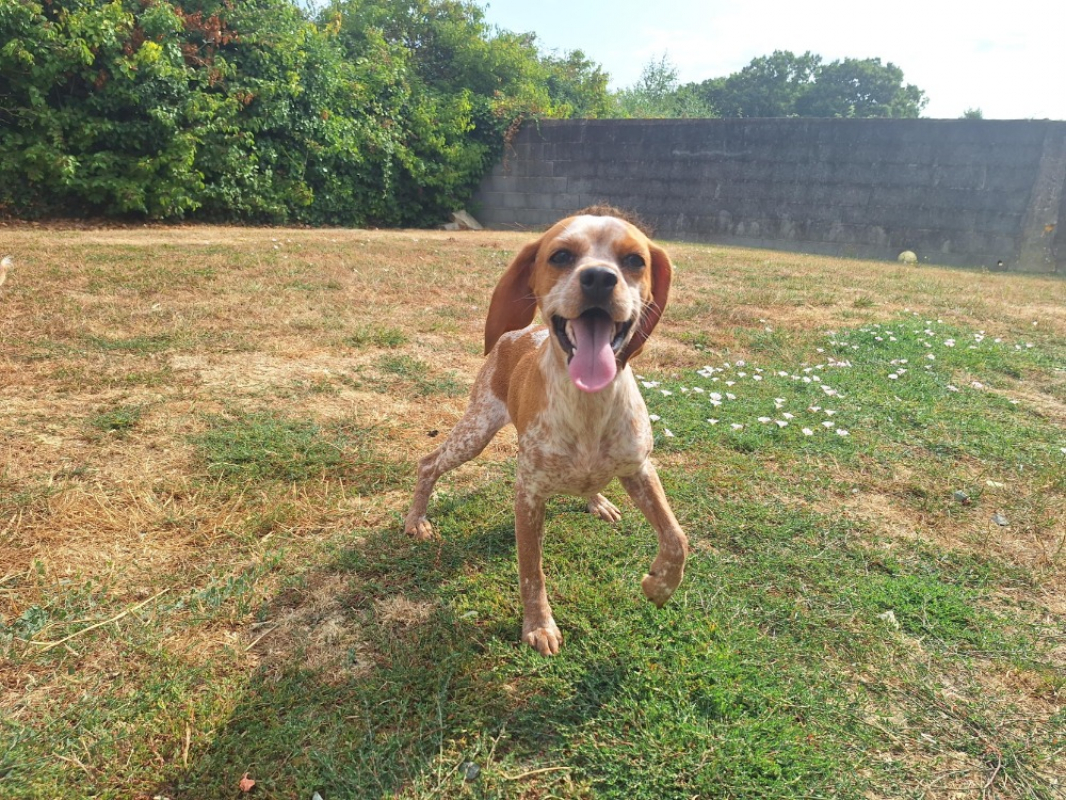 Liby - Chien à adopter