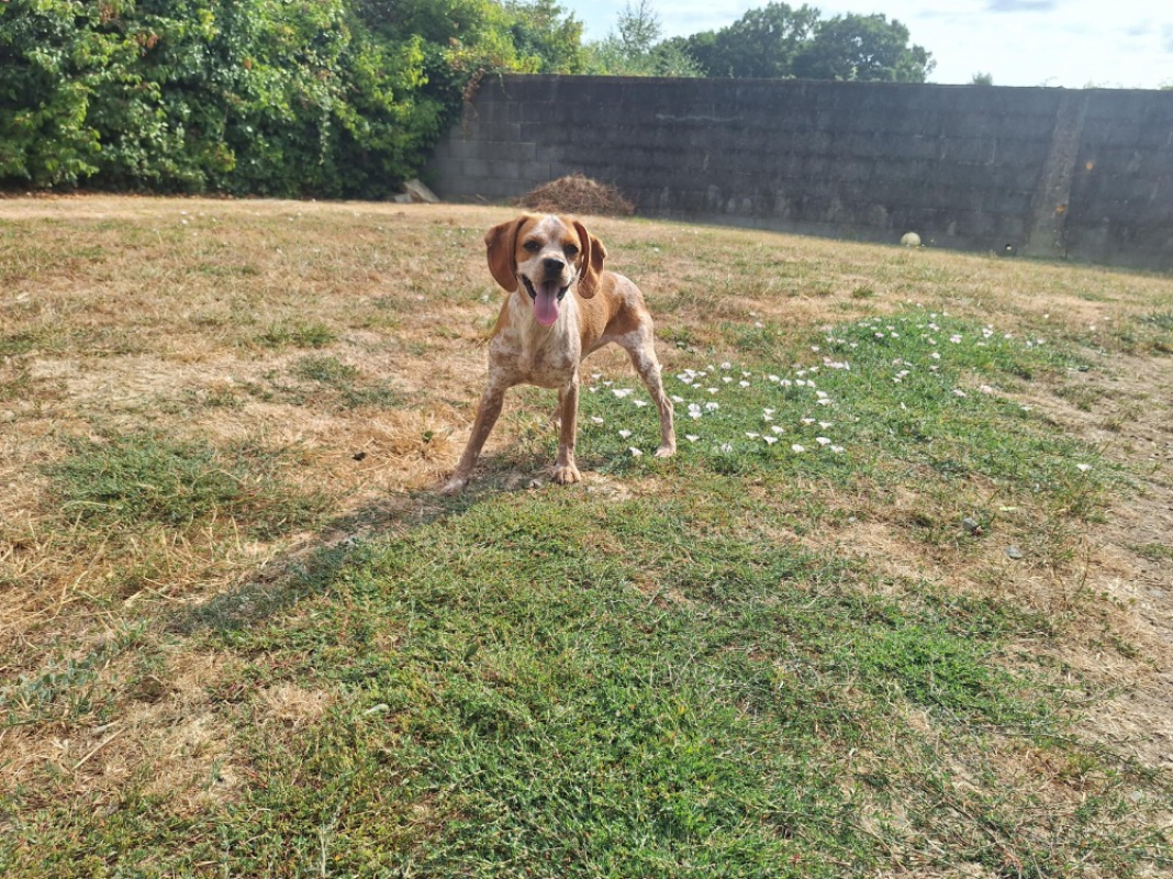 Liby - Chien à adopter - photo 2