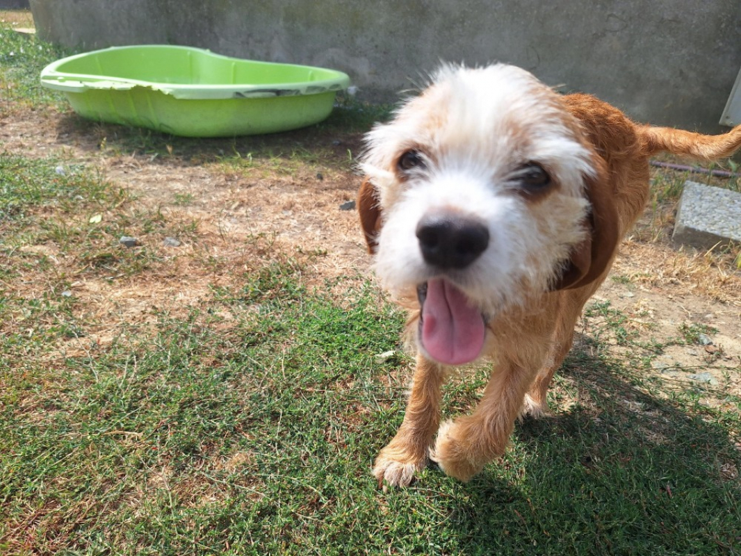 Benny - Chien à adopter