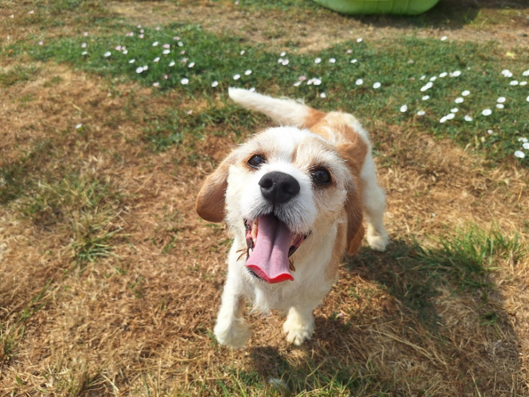 Carmen - Chien à adopter