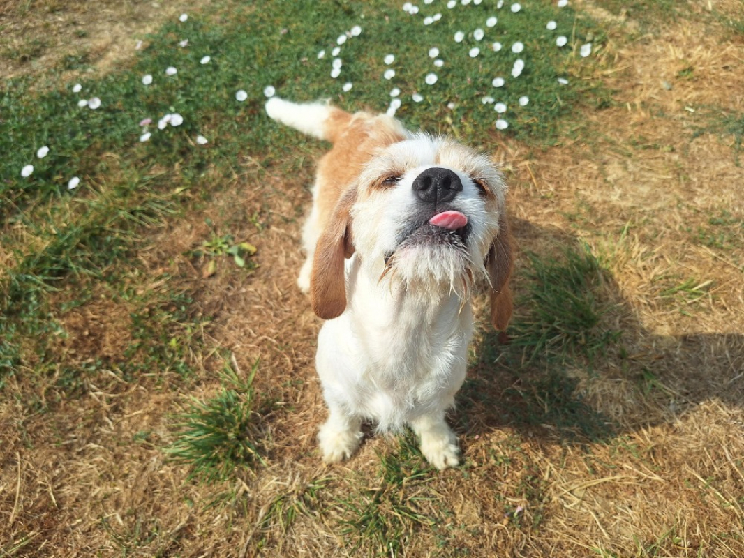 Carmen - Chien à adopter - photo 2