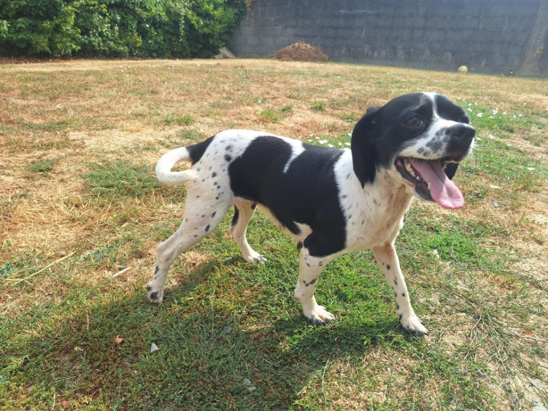 Farah - Chien à adopter