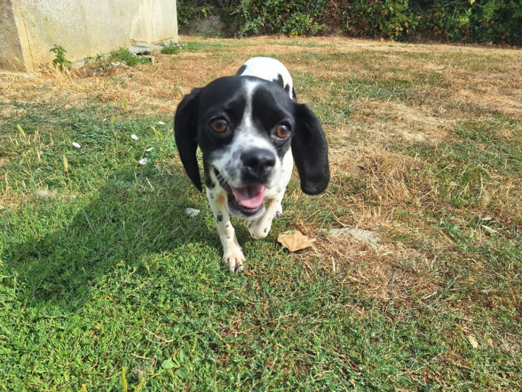 Farah - Chien à adopter - photo 2