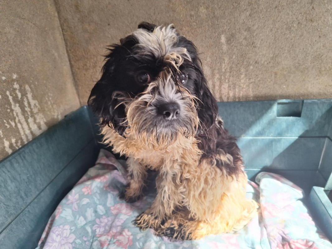 Vita - Chien à adopter