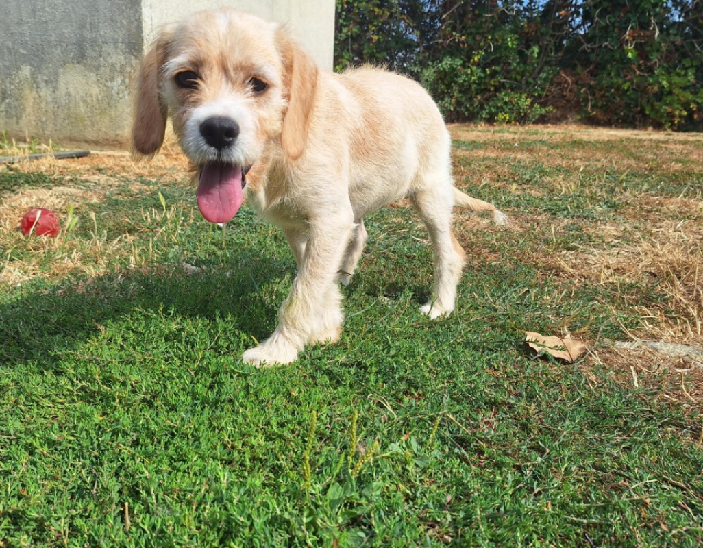 Numba - Chien à adopter