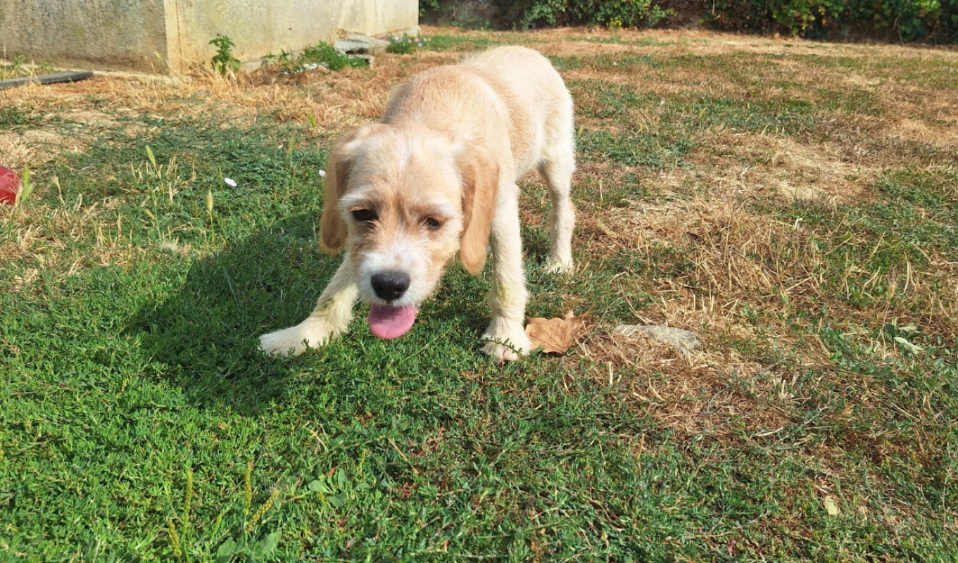 Numba - Chien à adopter - photo 2