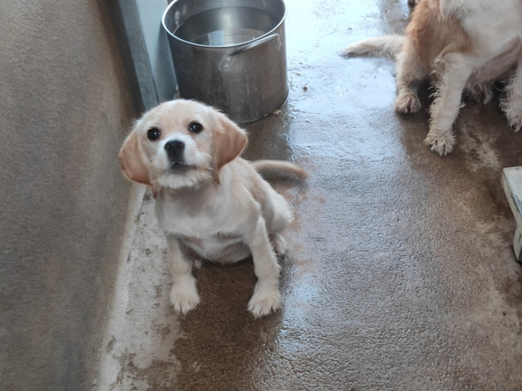 Numba - Chien à adopter - photo 3