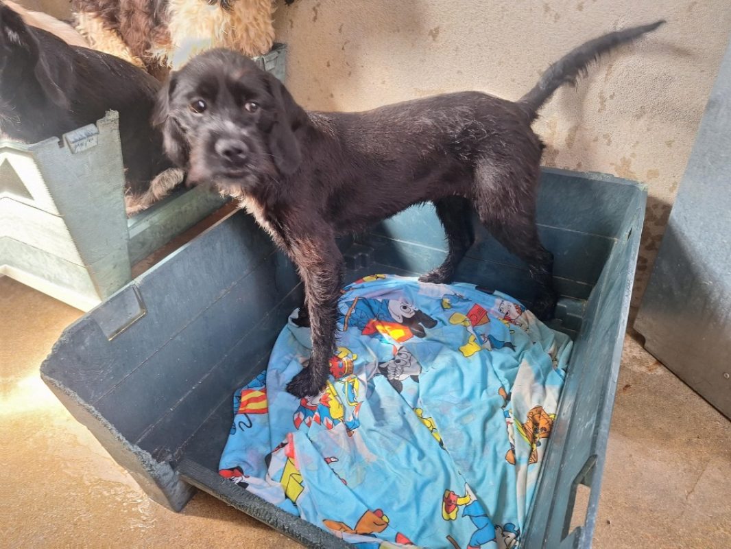 Rakel - Chien à adopter