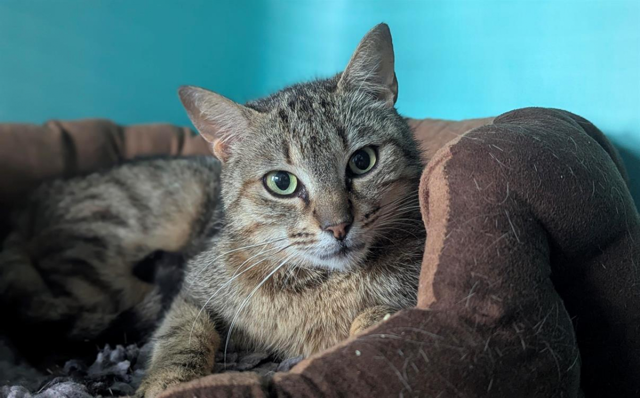 Photo #1 de Madeleine