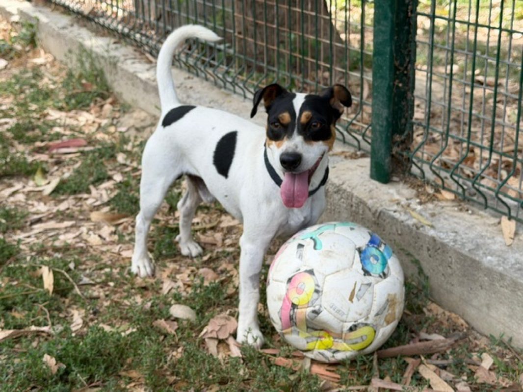 Simba - Chien à adopter