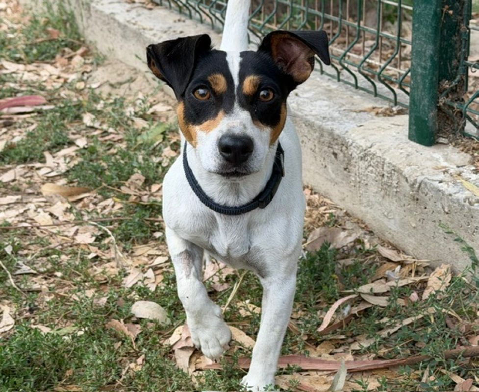 Simba - Chien à adopter - photo 2