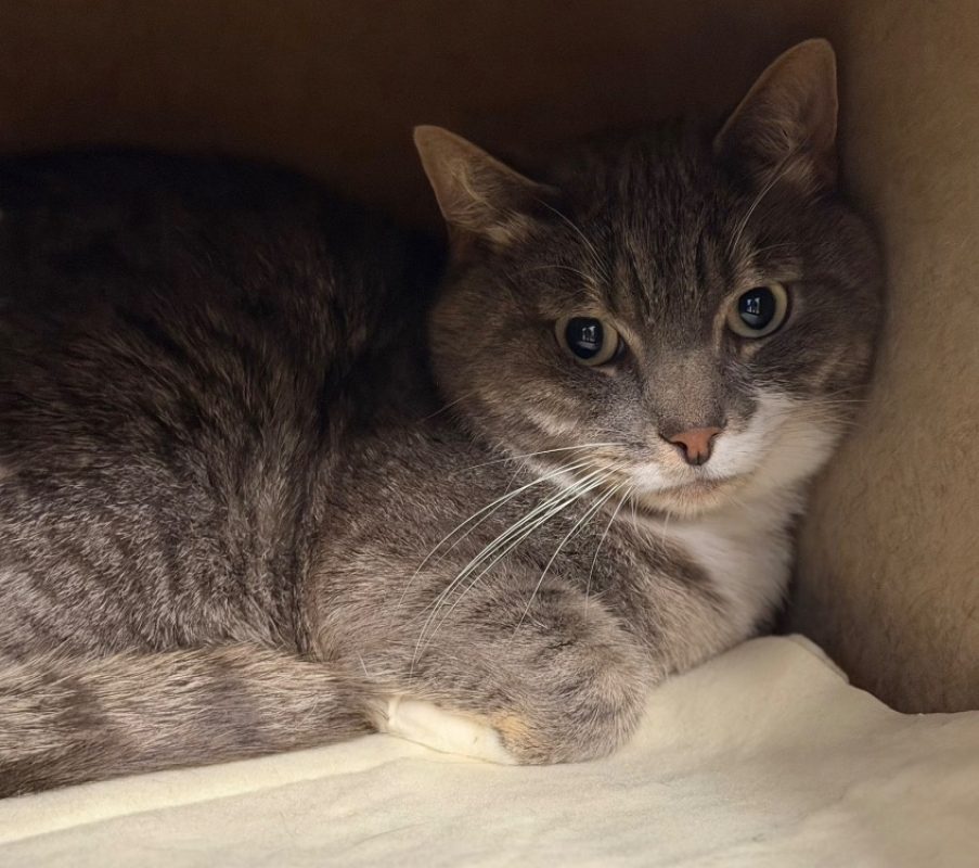 Winnie - Chat Européen à adopter