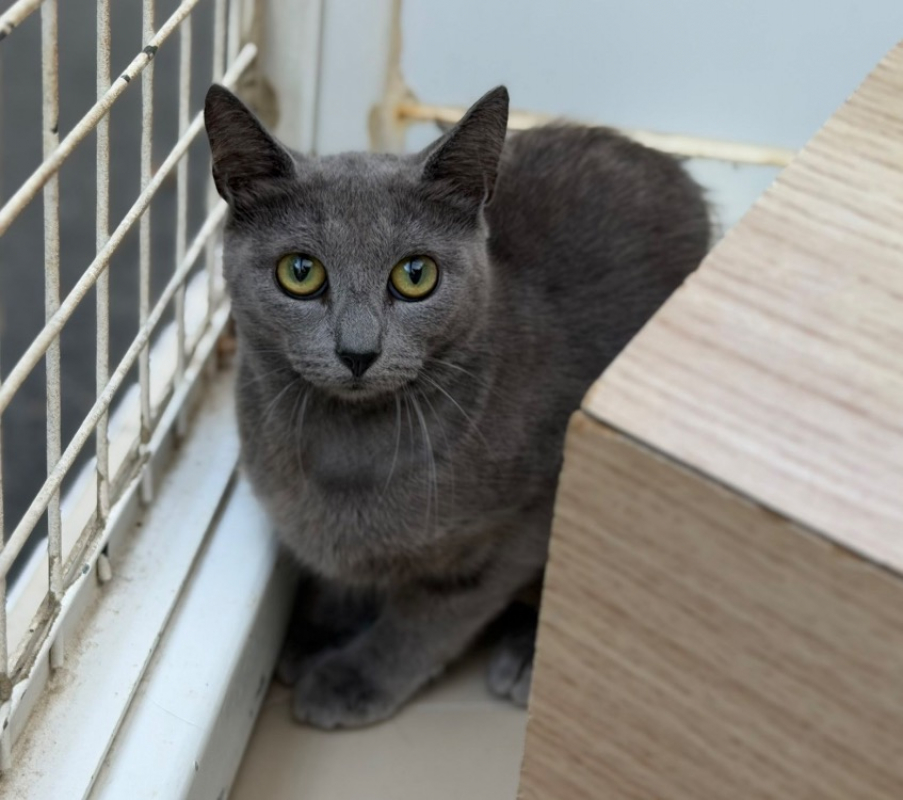 Zoé - Chat Européen à adopter